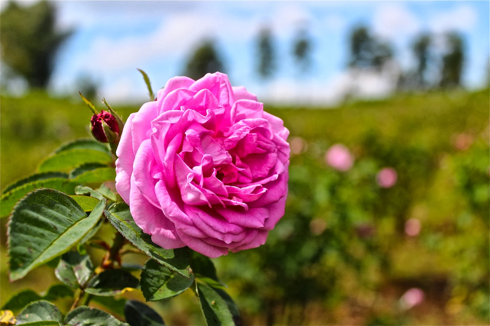 Kebun Mawar Situhepa, Garut