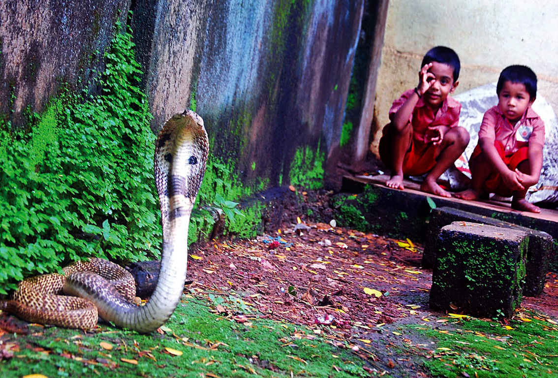 intelliblog happy naag panchami intelliblog happy naag panchami
