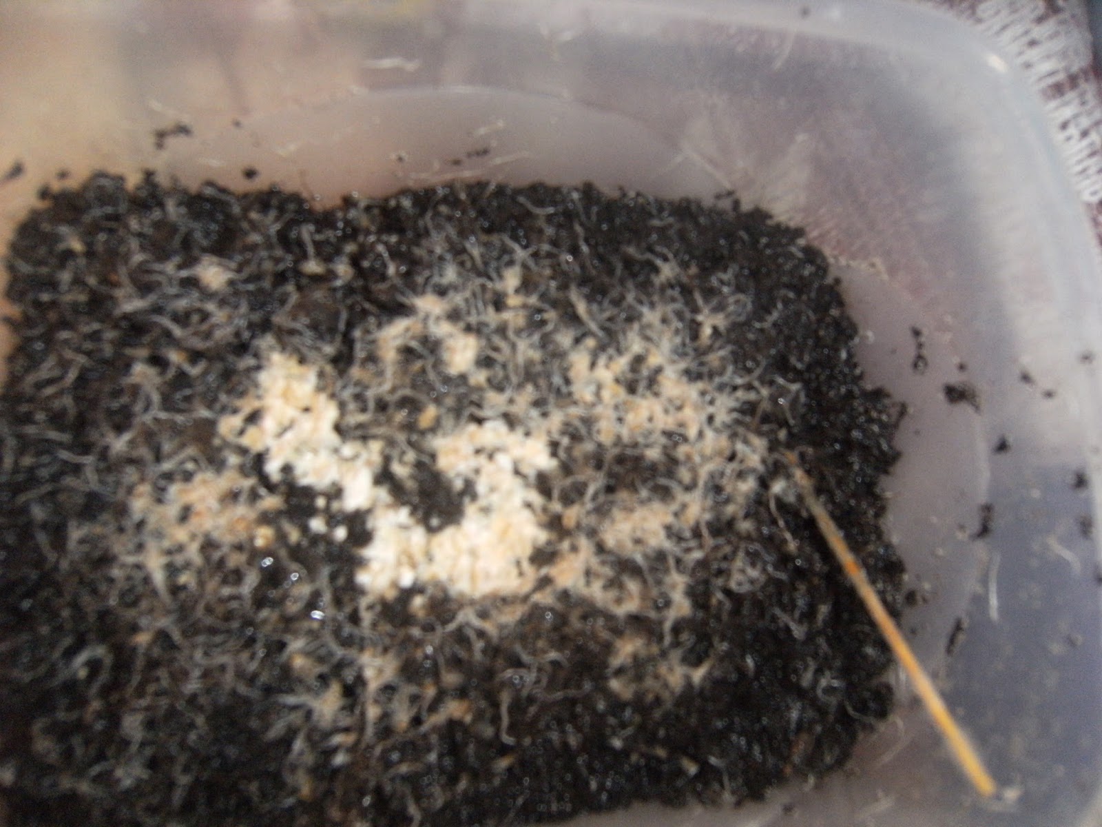 Betta / Fighter fish keeping and Breeding Grindal Worms Live food