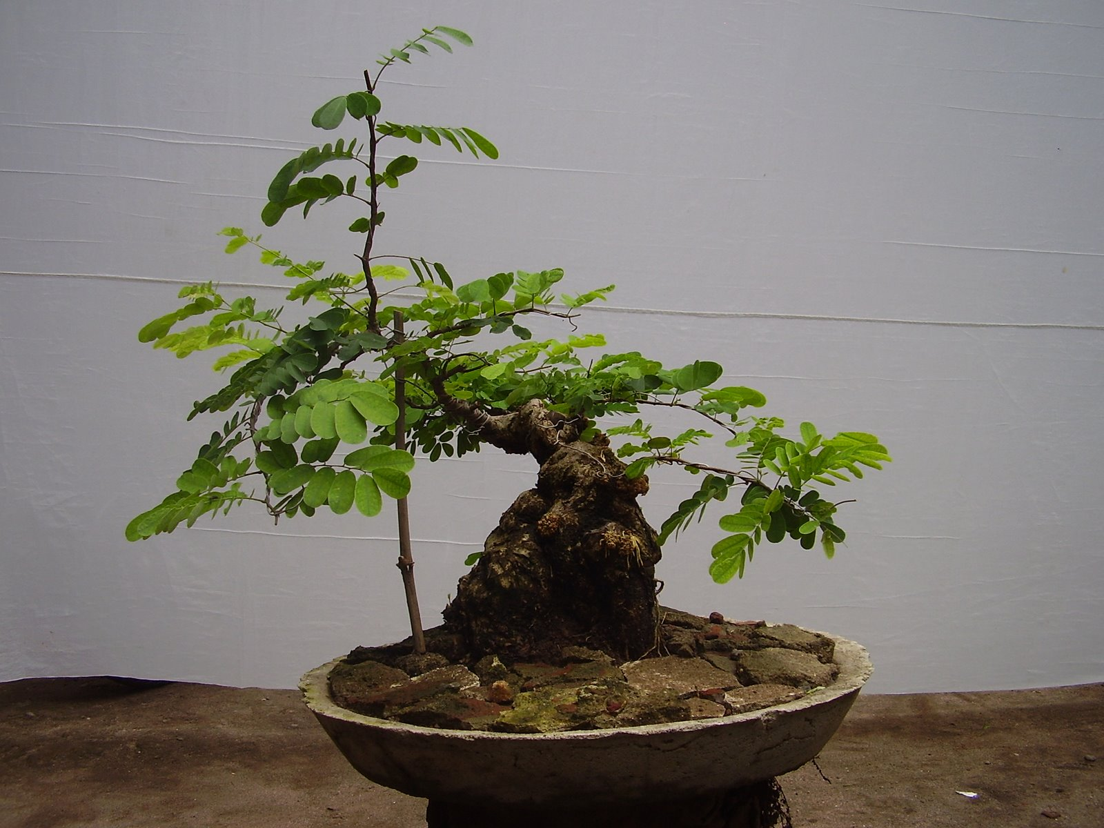Tips Memberi Pupuk Bagi Bonsai Anda ATH Aneka Tanaman Hias Aneka