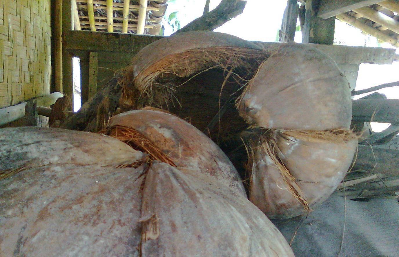 Cara Membuat MOL dari Sabut Kelapa Cara Membuat MOL dari Sabut Kelapa