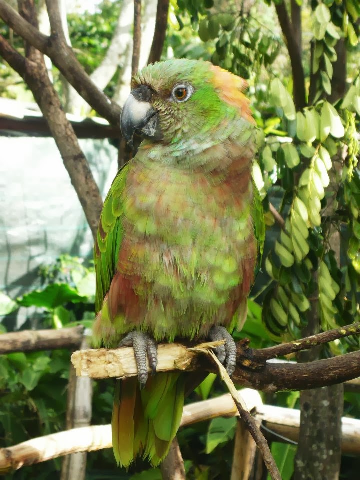 costa-rica-beautys-birds