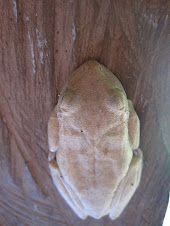 braun frog