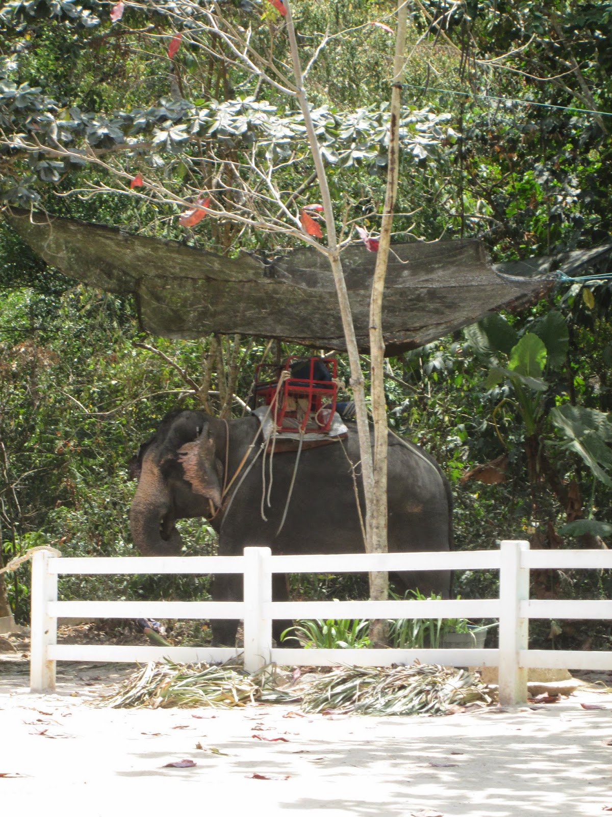 Ko Samui, Thailand Elephant