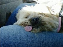 sweetpea