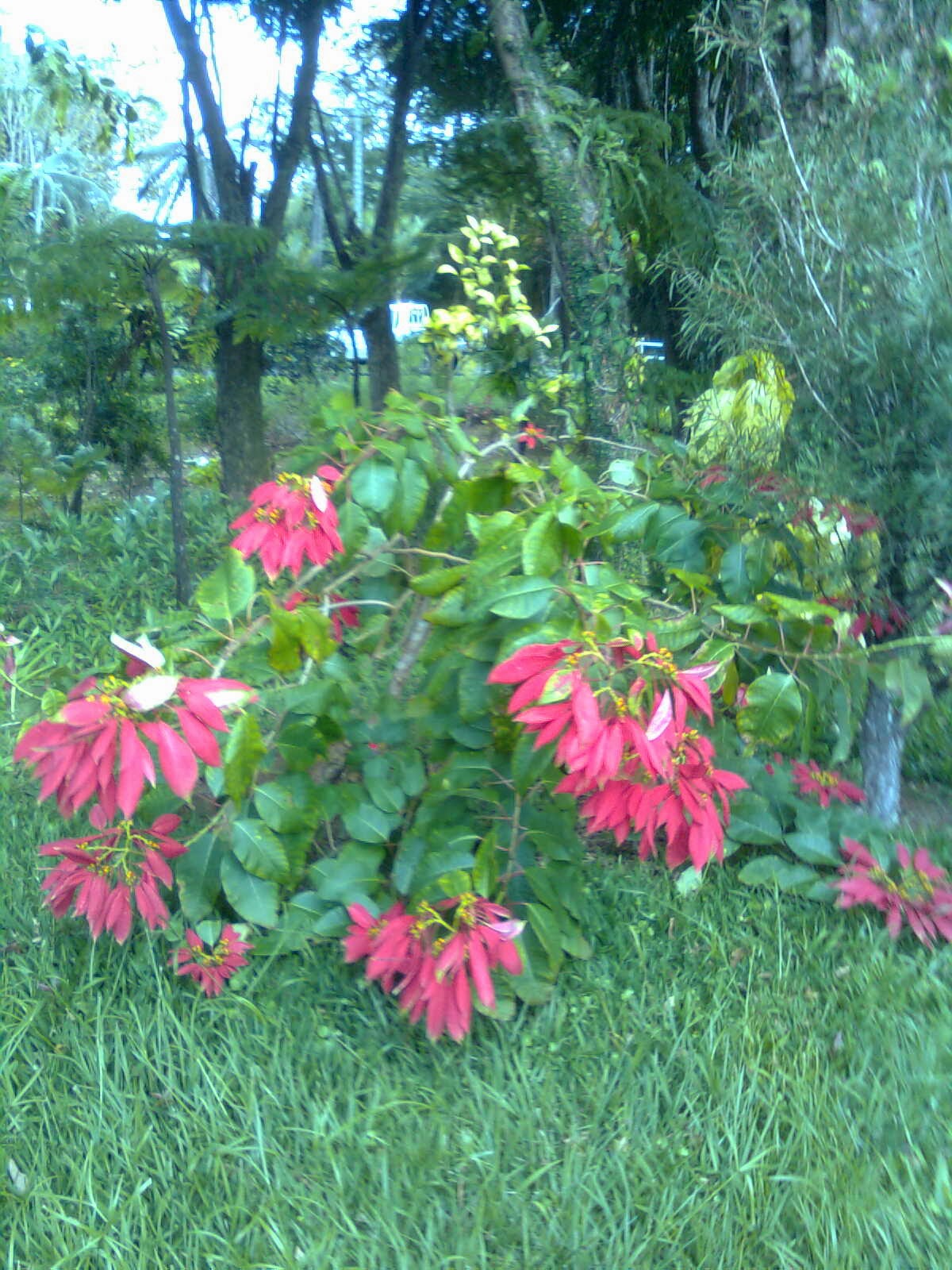 The Poet's Lair Plunging into the native flora of Mauritius (Part 2)