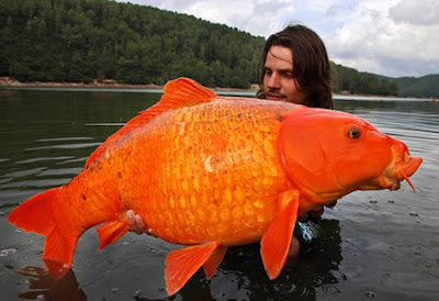 Biggest Fish