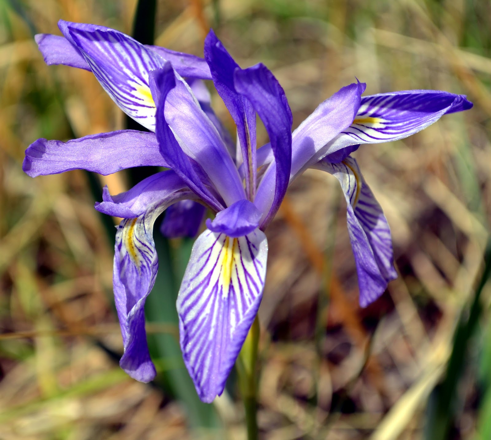 What's That! in Colorado Wild Iris (Iris missouriensis)