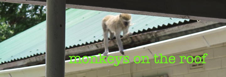 Monkeys On the Roof