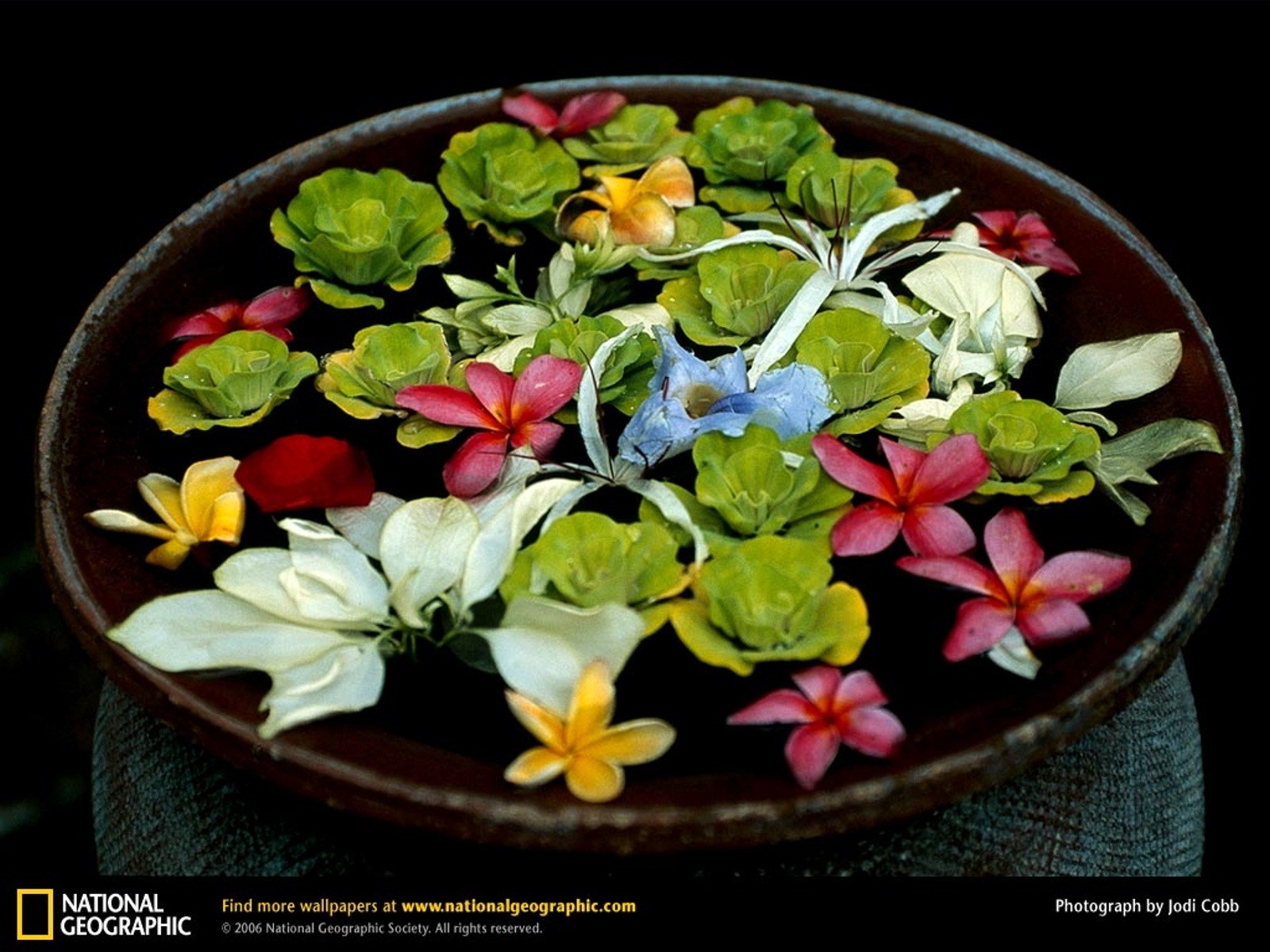http://4.bp.blogspot.com/-RkmD-xNyad4/UMtLcW-gAxI/AAAAAAAADQc/CueFICk-bSs/s1600/National%2BGeographic%2BHD%2BWallpapers%2B96.jpg