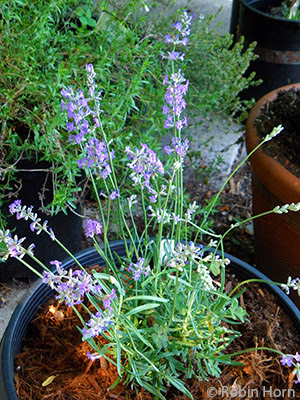 Lavender Potted Plant Foreground, Winter Savory Background