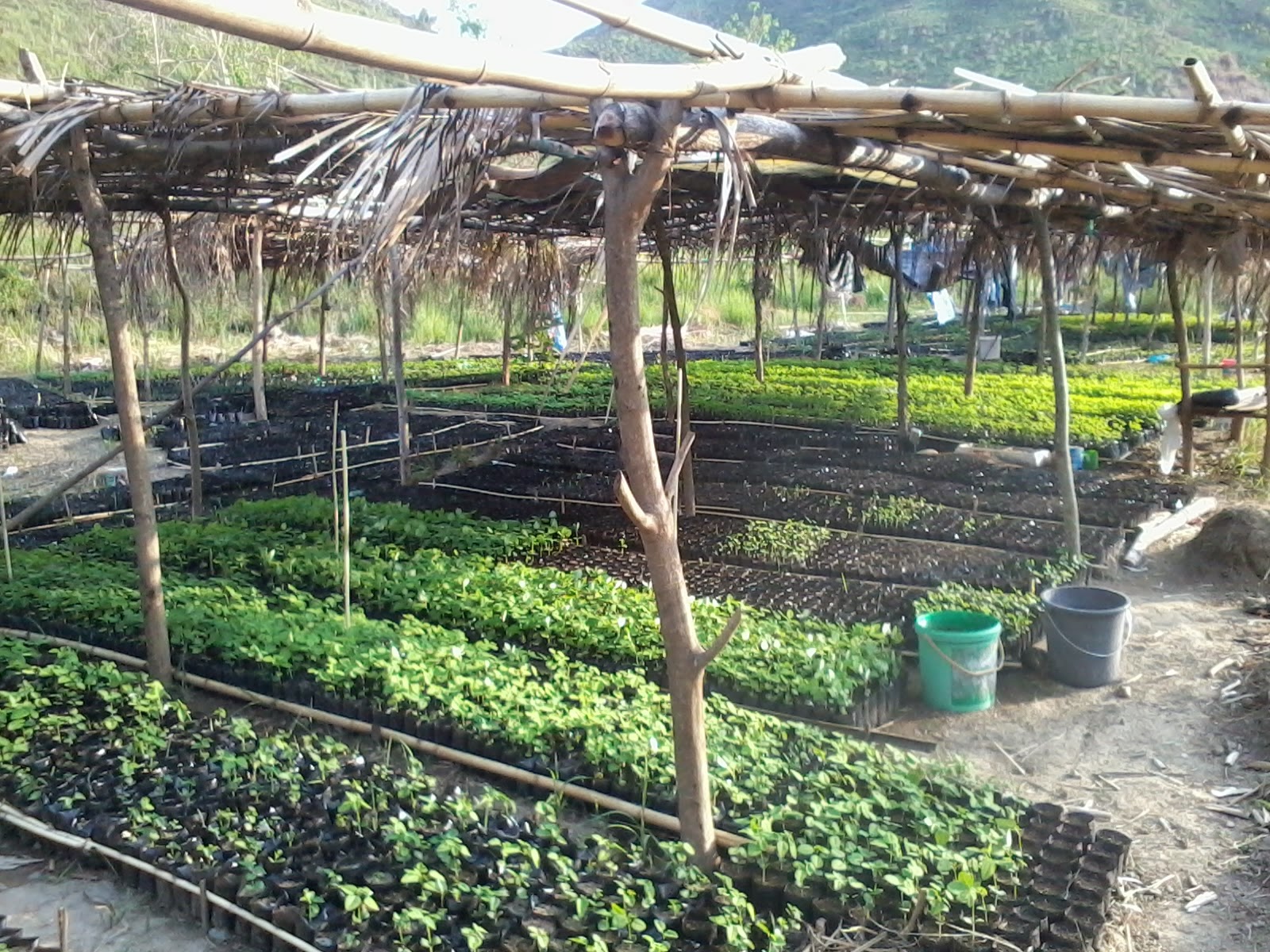Sustainable Development DENR Nursery in the Farm