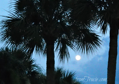 Moon Through The Palm Trees