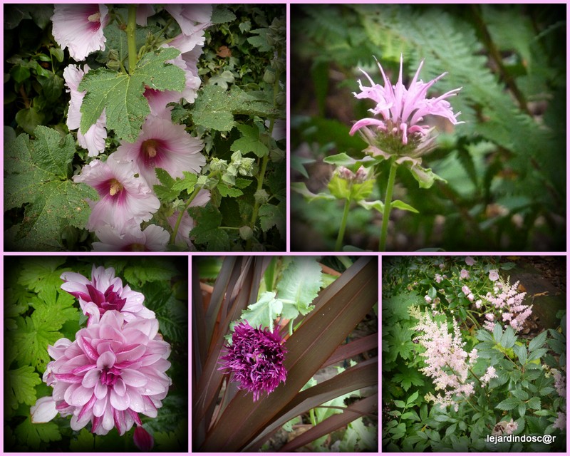 Le Jardin d'Oscar: Juillet au jardin...