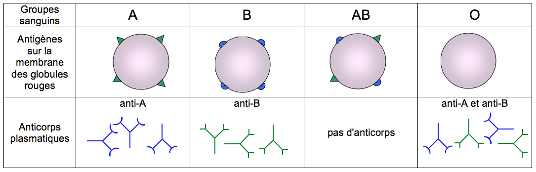 analyse sanguine nfs