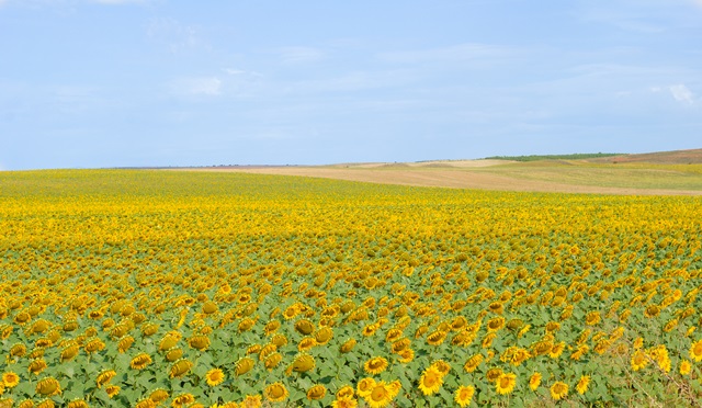 Sunflowers - Girasoles