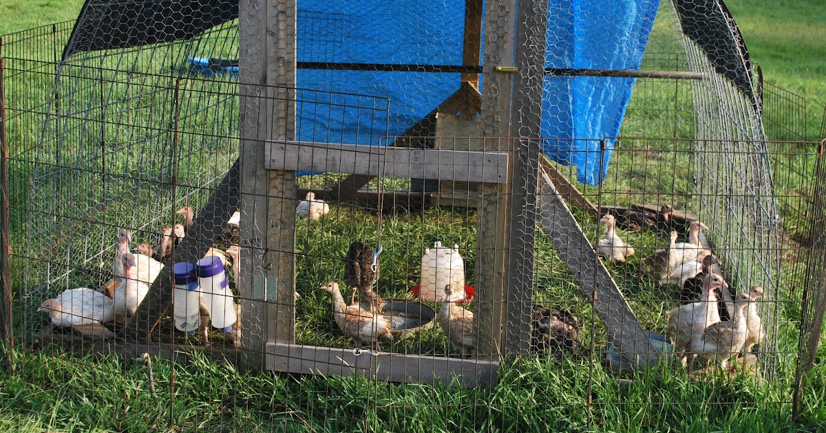 HighTail Farms Tractor Turkeys