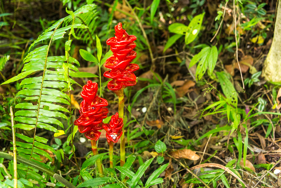 Doi Inthanon National Park