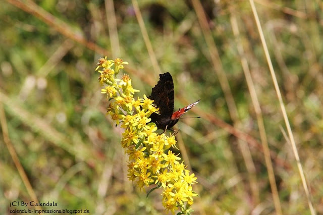 Kaiserstuhl Tagpfauenauge Aglais io Schmetterling Solidago Goldrute