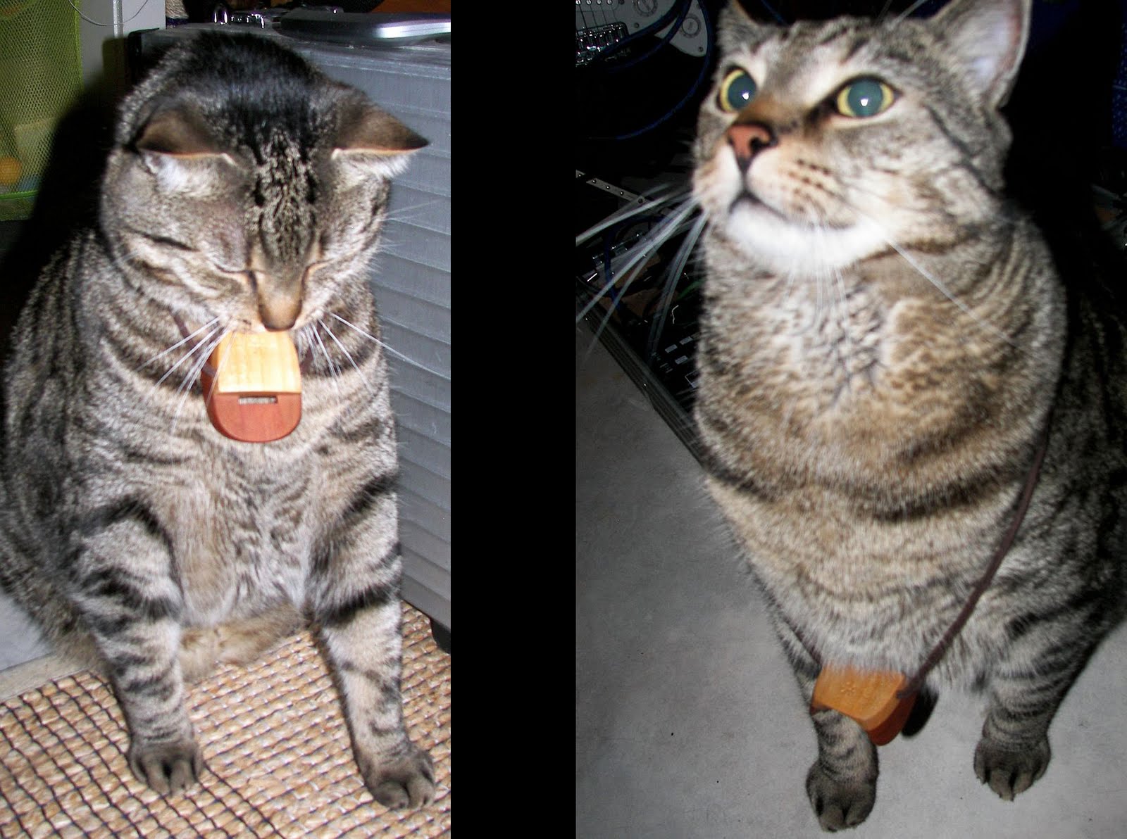 Cats and Nose Flutes