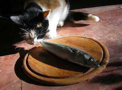 Cats Prefer Humans To Food Cats Prefer Humans To Food
