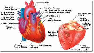 Kalbin Gorevleri Nelerdir Kalbimiz Nasil Calisir