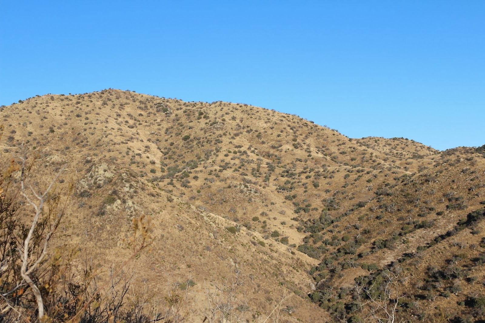 Coues+Deer+Hunting+Photo+with+Colburn+and+Scott+Outfitters+in+Sonora+Mexico+big+coues+bucks+2.JPG