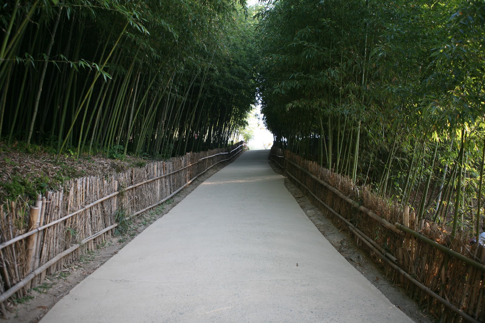 Bamboo Grove Photo Bamboo Gardens