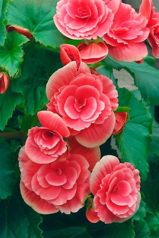 amazing flowers