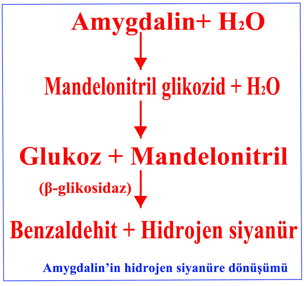 Siyanür zehirlenmesi nedir Siyanür zehirlenmesi nedir