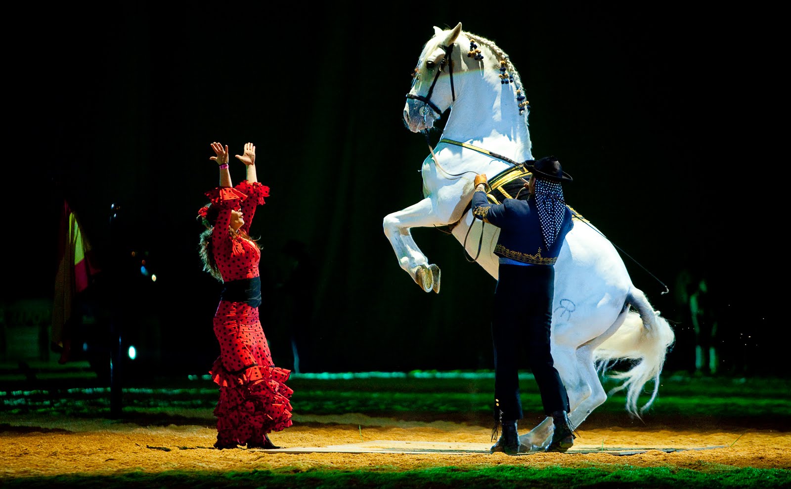 Dancing Horse Fresh Wallpapers 2013 Beautiful And Dangerous Animals