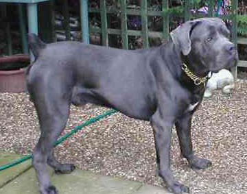 Cane Corso Dog Breed Pictures