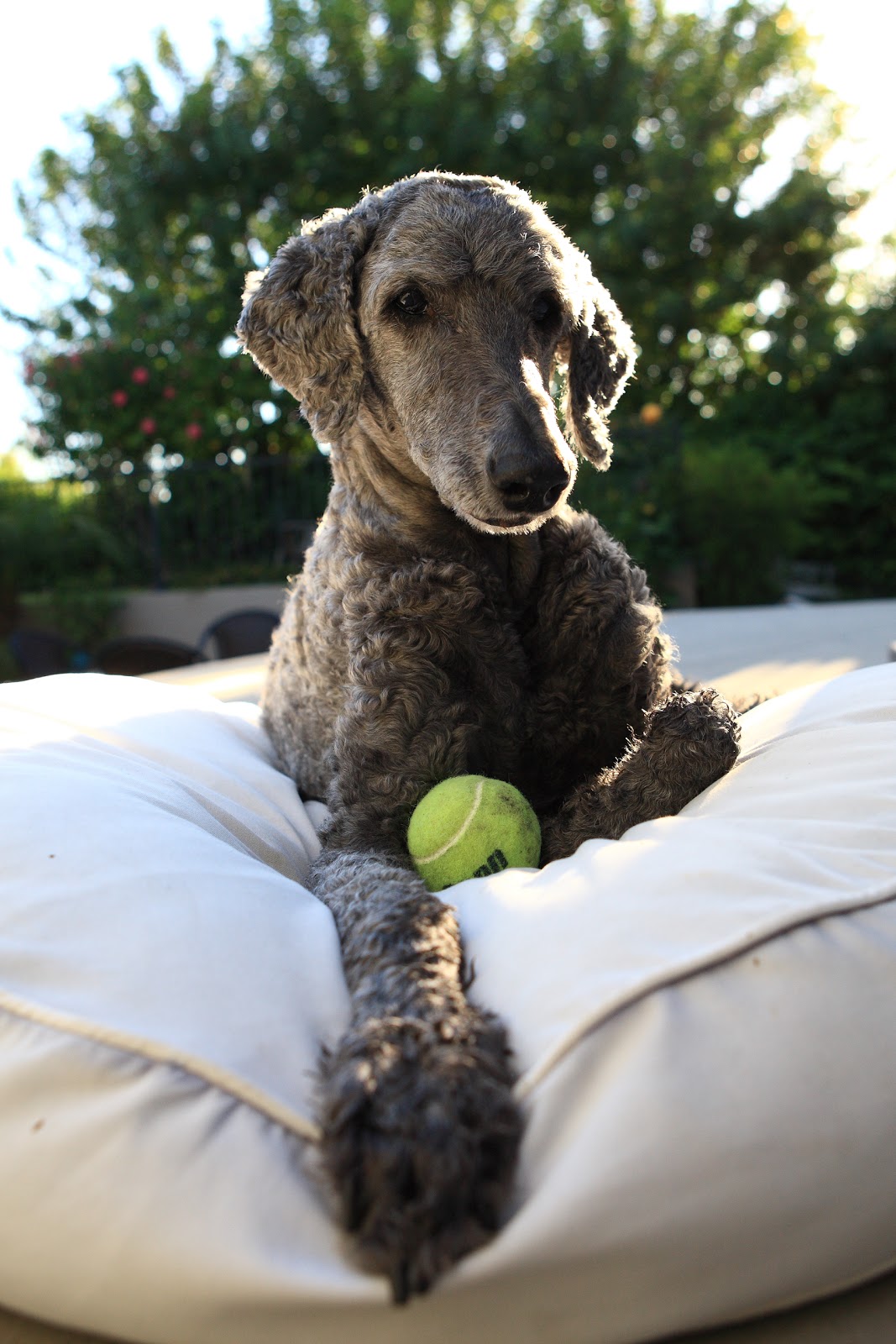 Just dogs with Sherri Vertigo/Vestibular Disease