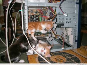 gatitos+arreglando+un+ordenador.jpg