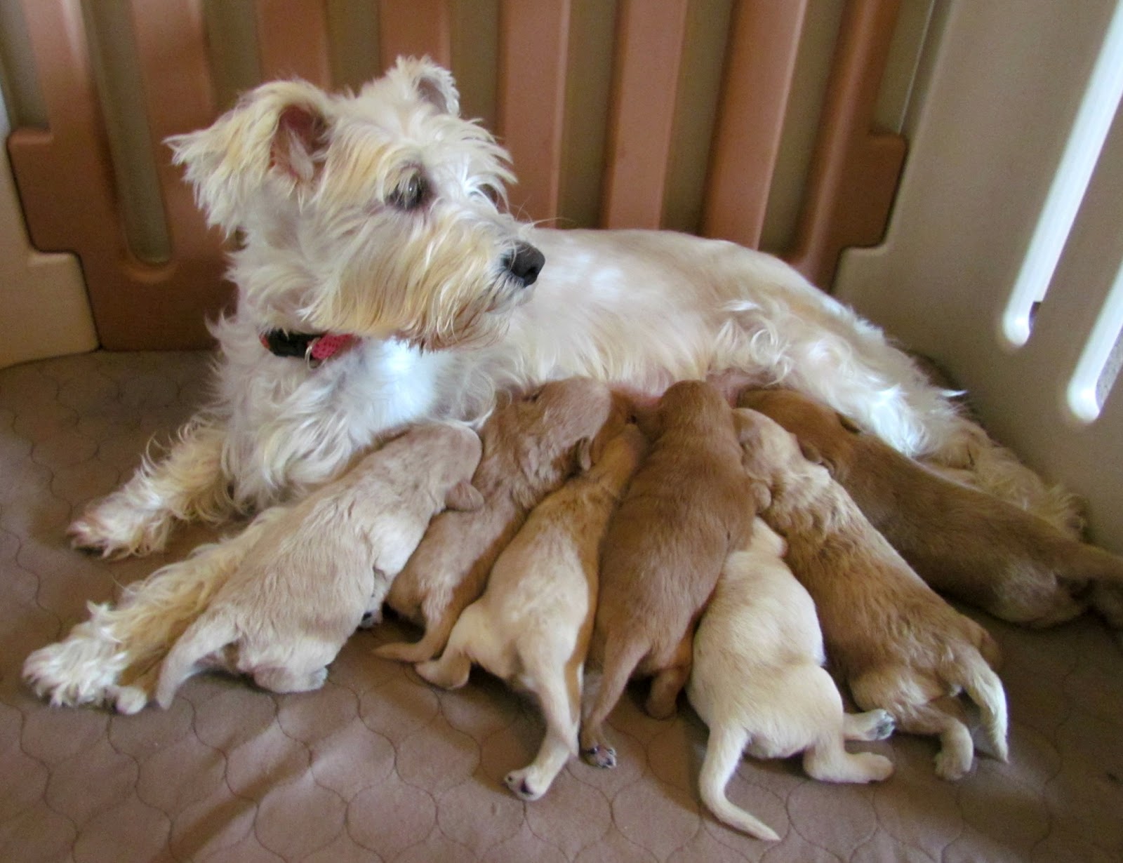 Growing Puppies Virginia Schnoodle Breeder Hypoallergenic Dogs
