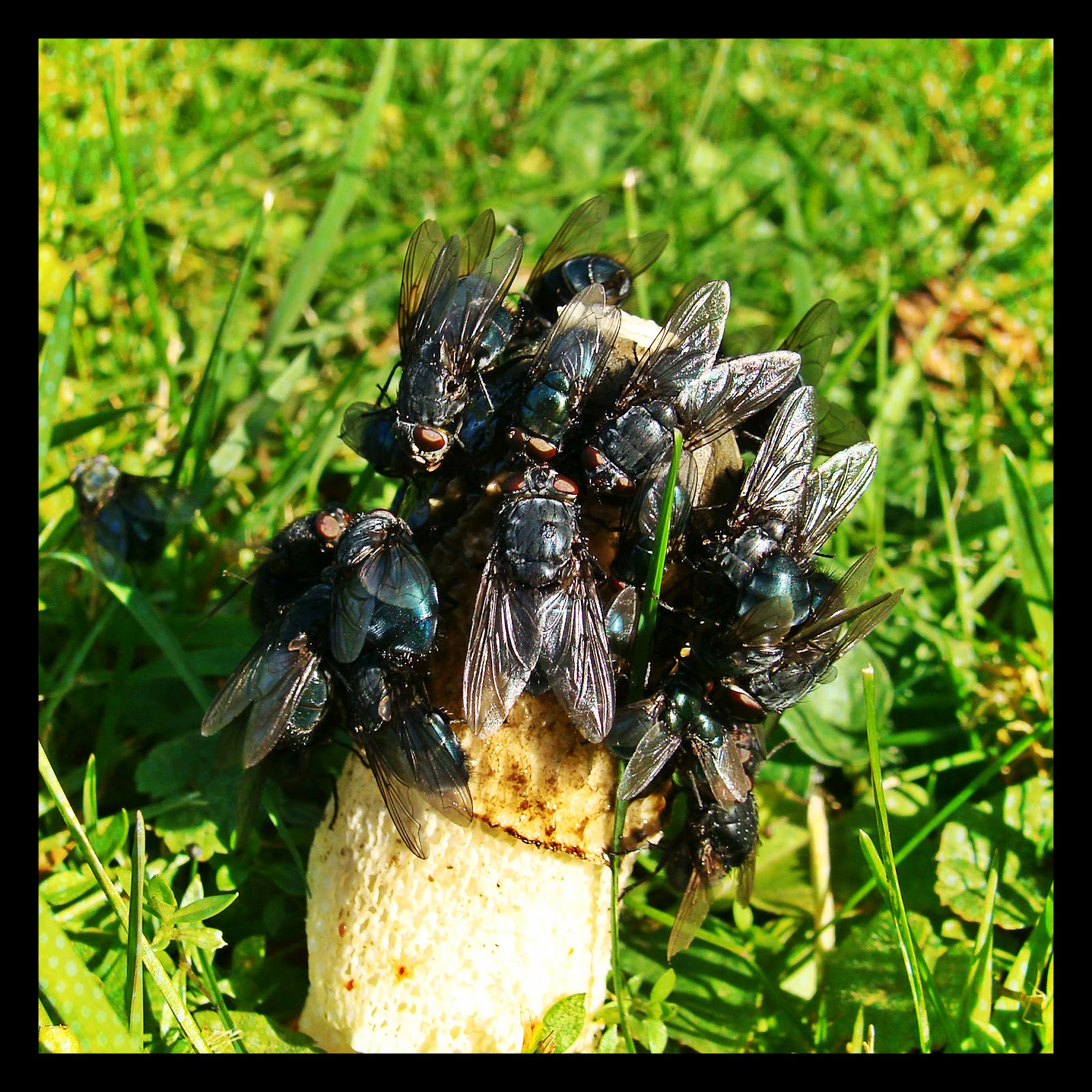 Dragonfly Swamp My Nature Photography
