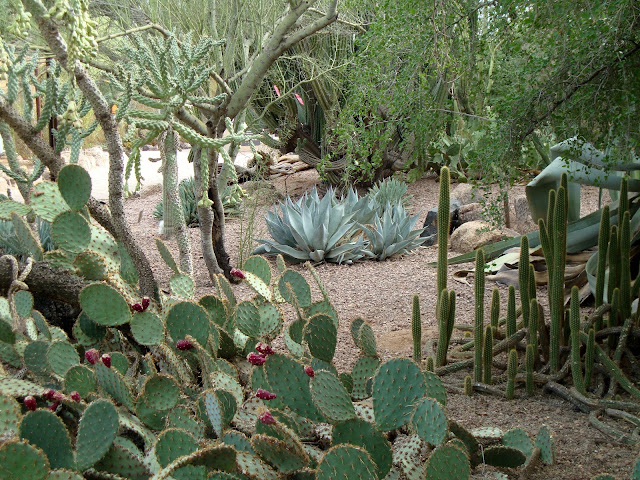 danger garden: The Desert Botanical Garden, Part One