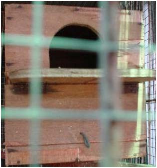 ( Informasi Pertanian Dan Peternakan ): Penangkaran Burung Lovebird