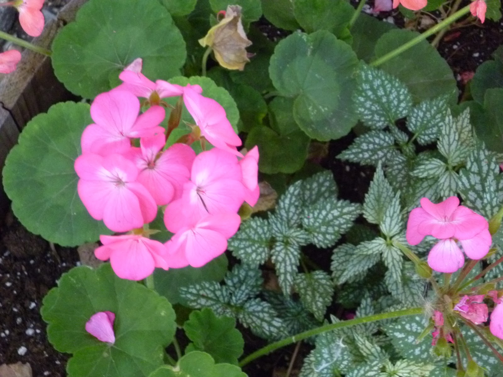 Mullin Avenue Pots of Marigolds, Geraniums, and a Painted