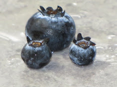 Blueberries