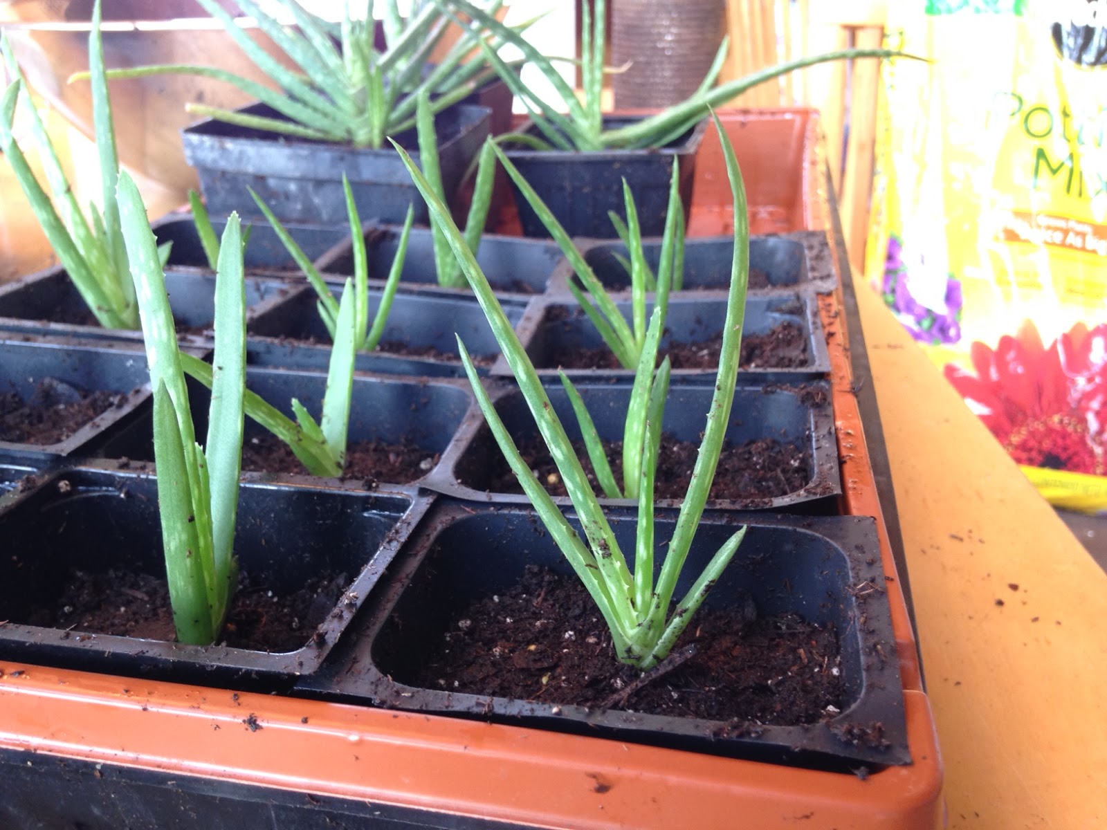 Amy's Passions Propagating Aloe Vera plants (and others...)