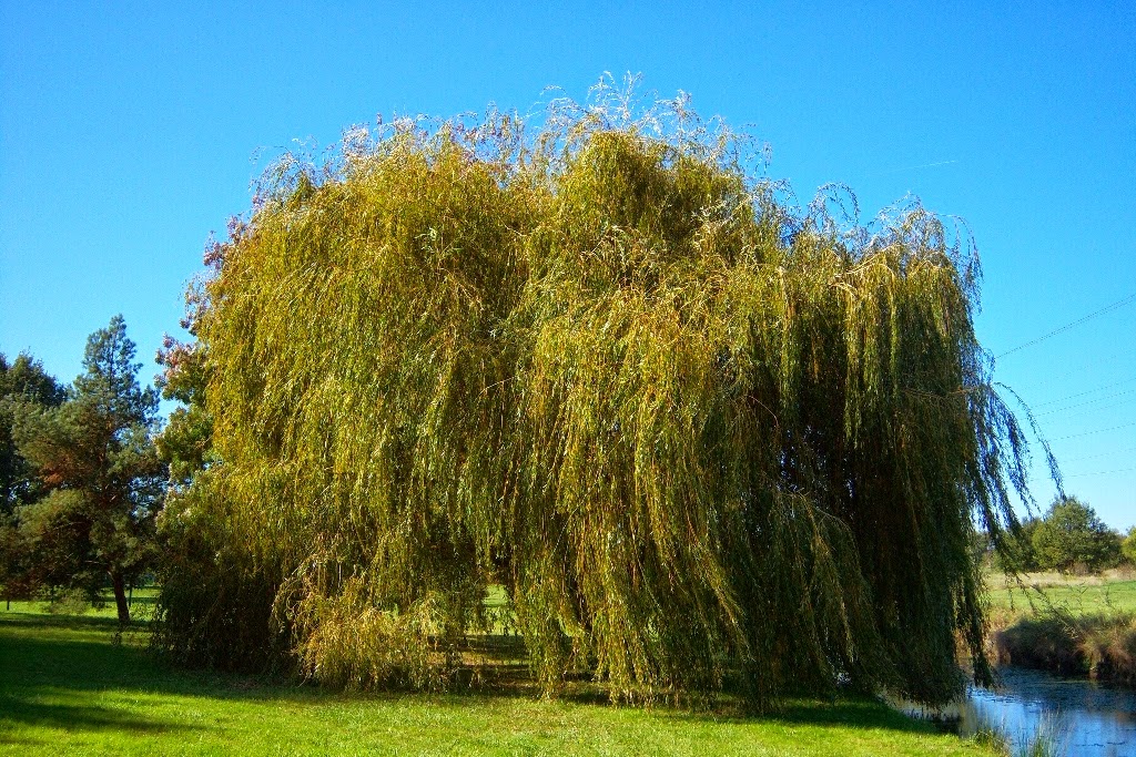 Le Douaire. Île de Vivre.: Tout savoir sur le saule (salix), pleureur
