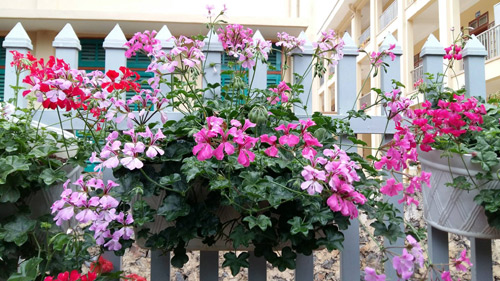 [Image: me-tre-trong-vuon-ngap-sac-hoa-tai-thien...chau-7.jpg]