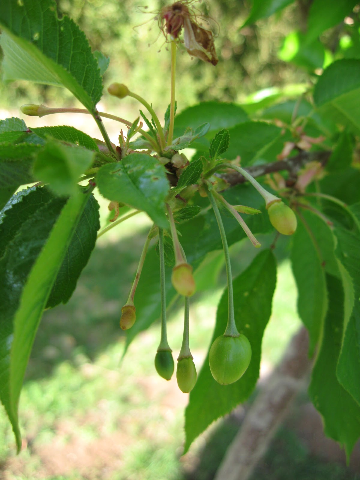 Sweet Life Garden Minnie Royal and Royal Lee... the Story of our