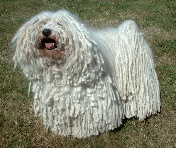 mop dogs xing fu mop mop dogs xing fu mop