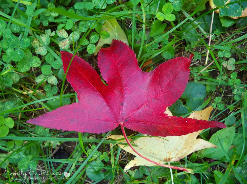A dark red leaf and a yellow leaf.