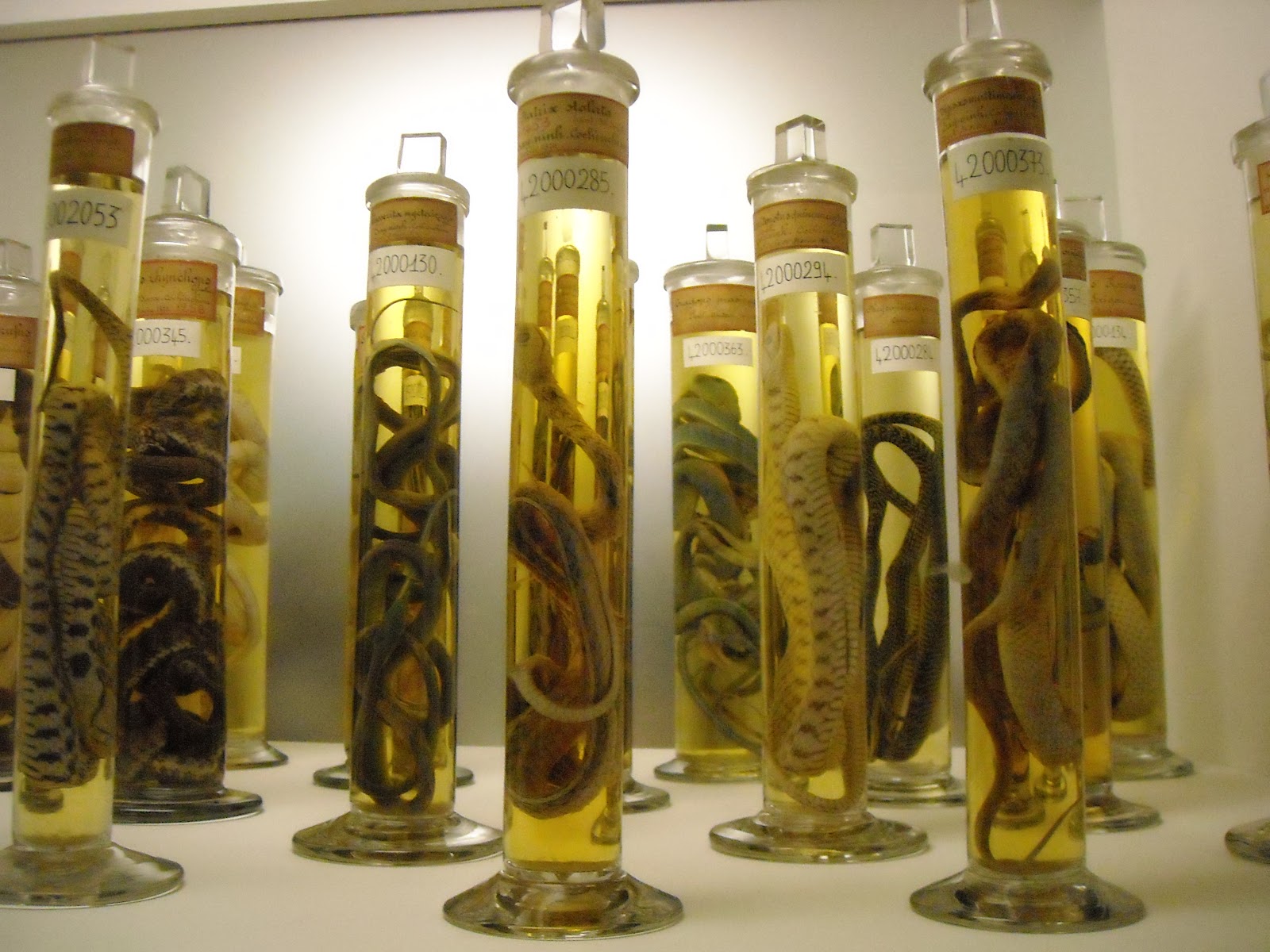 Snakes in jar