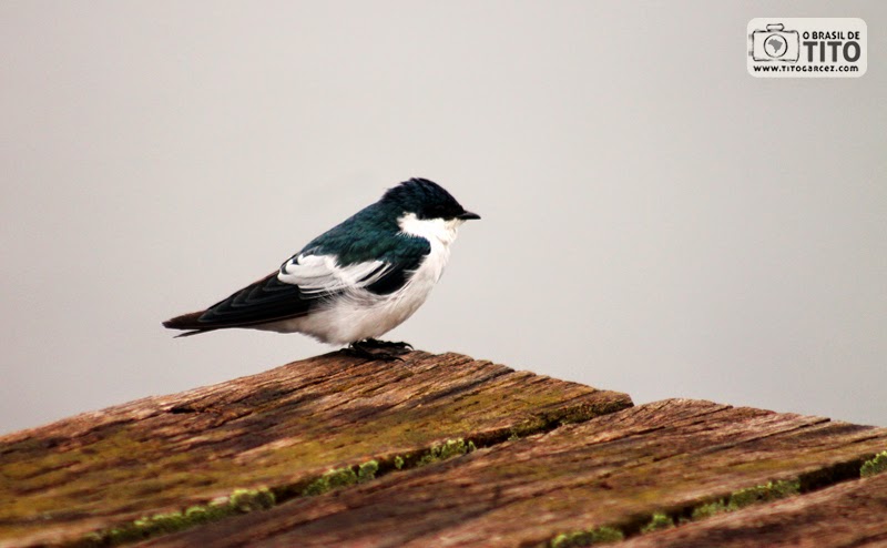 Andorinha-do-rio (Tachycineta albiventer) no balneário do Rio Curiaú, em Macapá, no Amapá - Por Tito Garcez Andorinha-do-rio (Tachycineta albiventer) no balneário do Rio Curiaú, em Macapá, no Amapá