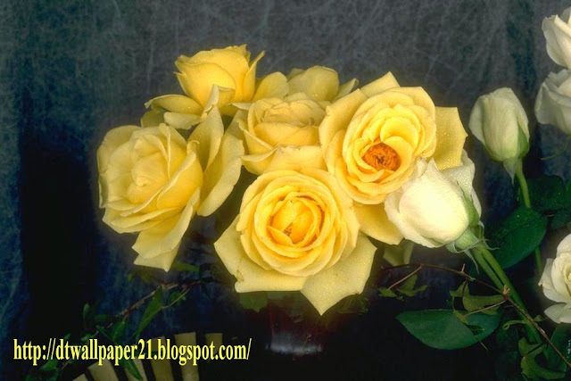 Yellow Rose Flower Wallpapers flower, flower backgrounds, images, rose, wallpapers,
