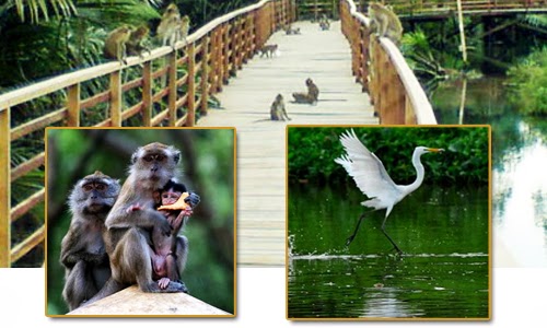Kawasan (SMMA) Suaka Margasatwa Muara Angke Jakarta Suaka Margasatwa Muara Angke Jakarta